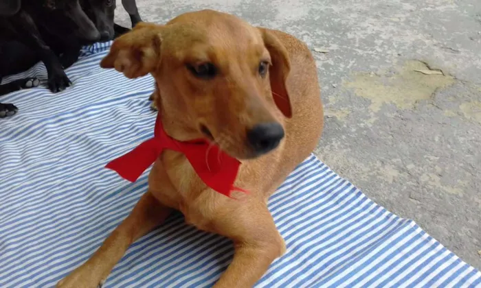 Cachorro raça SRD idade 2 a 6 meses nome Tripé/baixinha/loura