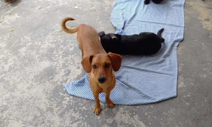 Cachorro raça SRD idade 2 a 6 meses nome Tripé/baixinha/loura