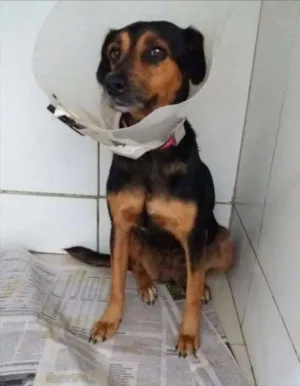 Cachorro raça SRD idade 1 ano nome Pretinha 