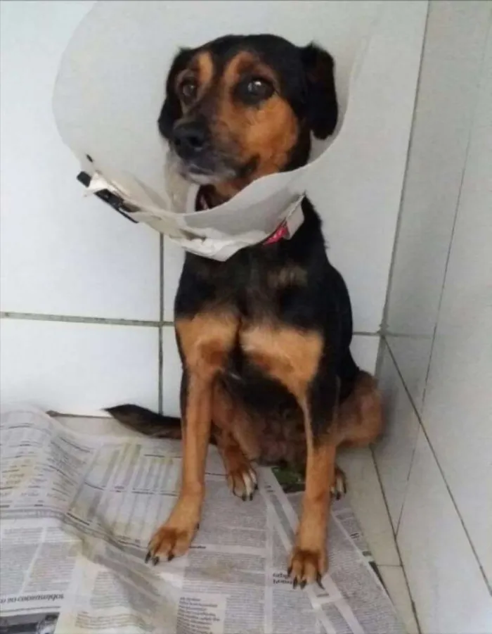 Cachorro ra a SRD idade 1 ano nome Pretinha 