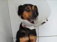 Pretinha 