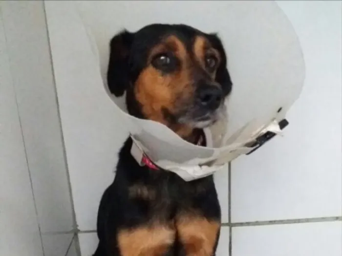 Cachorro ra a SRD idade 1 ano nome Pretinha 
