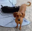 Tripé/baixinha/loura