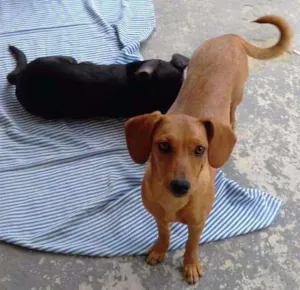 Cachorro raça SRD idade 2 a 6 meses nome Tripé/baixinha/loura