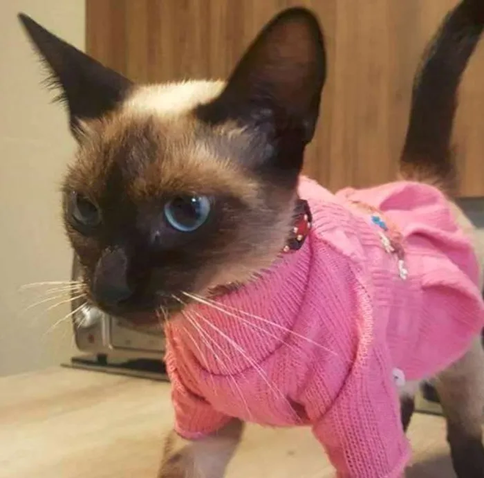 Gato ra a Sialata idade 7 a 11 meses nome Jeanny