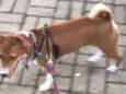 Hórus (Basenji)