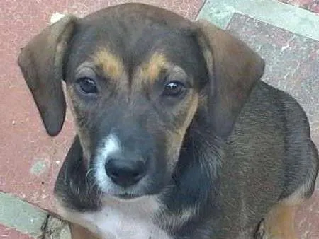 Cachorro ra a sem raça definida idade 2 a 6 meses nome Penélope