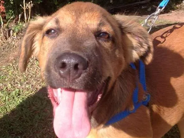 Cachorro ra a SRD idade 2 a 6 meses nome Bartô