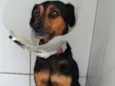 Pretinha 