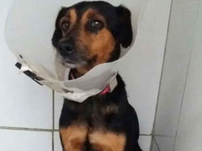 Cachorro ra a SRD idade 1 ano nome Pretinha 