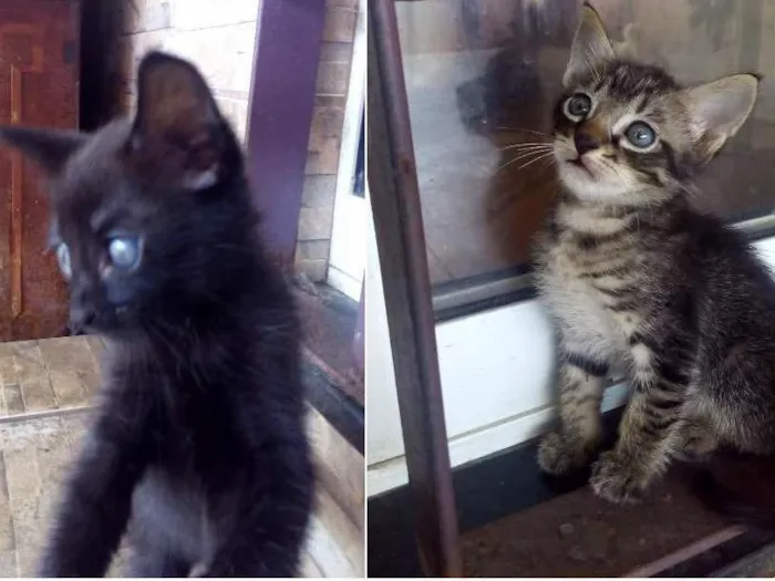 Gato raça  idade 2 a 6 meses nome Pedrito e Preta