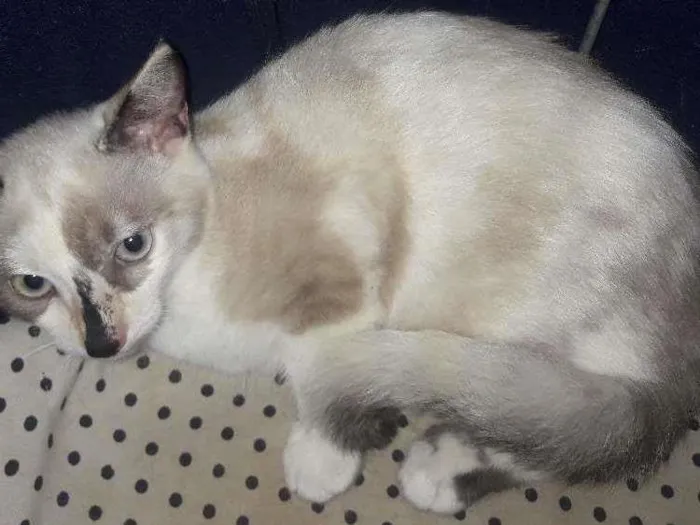 Gato ra a Srd  idade 2 a 6 meses nome Filo