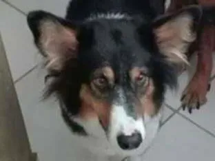 Cachorro ra a COLLIE idade 4 anos nome EMMA
