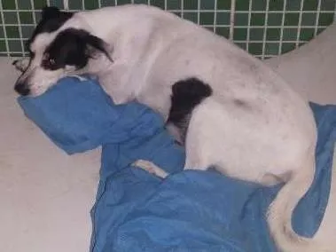 Cachorro raça vira lata idade 5 anos nome braquinha
