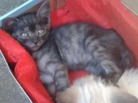 Gato ra a  idade Abaixo de 2 meses nome Não tem nome