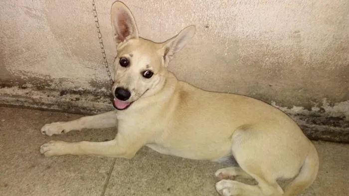 Cachorro ra a Vira lata idade 2 a 6 meses nome Jujuba