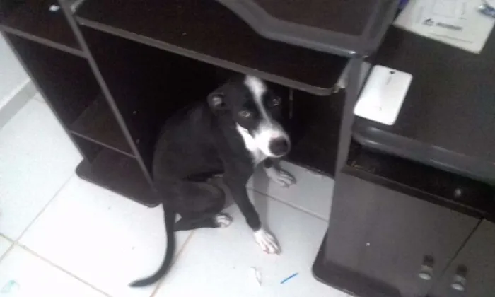 Cachorro ra a Vira lata (pit bul e vira lata idade 1 ano nome Misaki