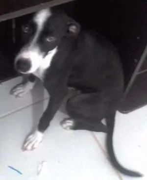 Cachorro raça Vira lata (pit bul e vira lata idade 1 ano nome Misaki