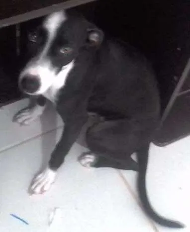 Cachorro ra a Vira lata (pit bul e vira lata idade 1 ano nome Misaki