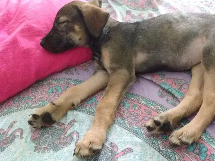 Cachorro ra a SRD idade 2 a 6 meses nome Kira