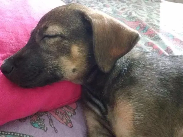 Cachorro ra a SRD idade 2 a 6 meses nome Kira