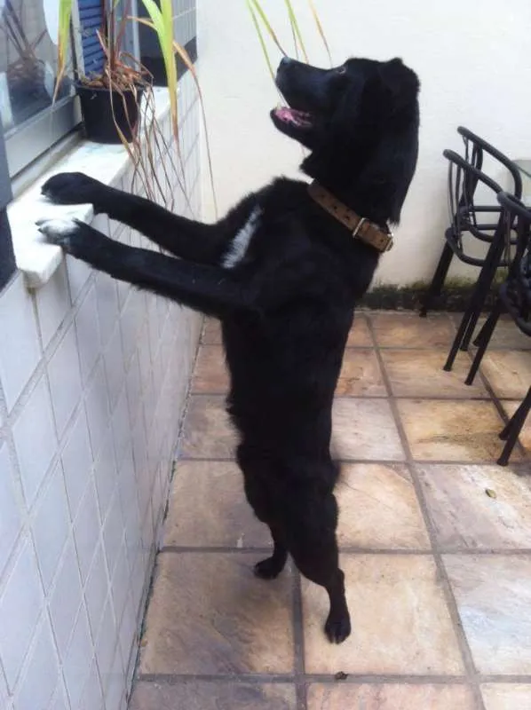 Cachorro raça Pastor Belga idade 3 anos nome Colocamos Valente