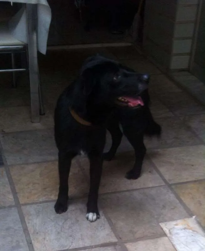 Cachorro raça Pastor Belga idade 3 anos nome Colocamos Valente