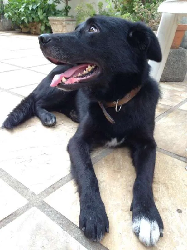 Cachorro raça Pastor Belga idade 3 anos nome Colocamos Valente