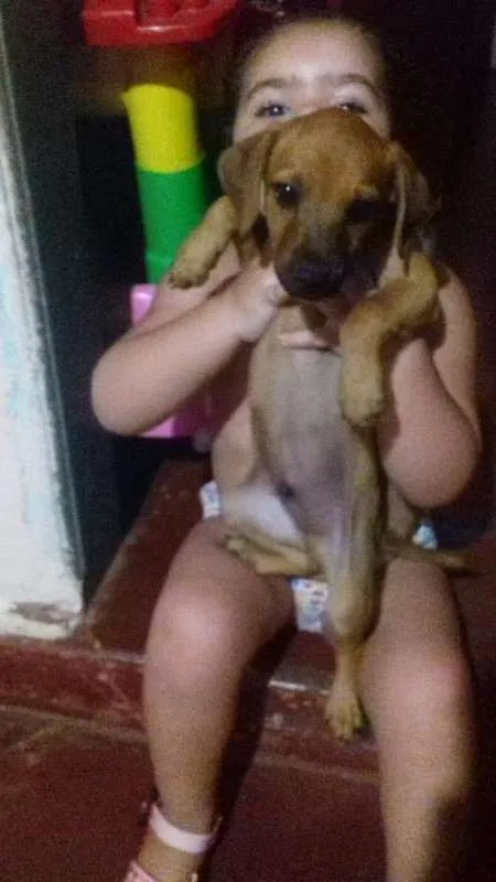 Cachorro ra a  idade 2 a 6 meses nome Fred