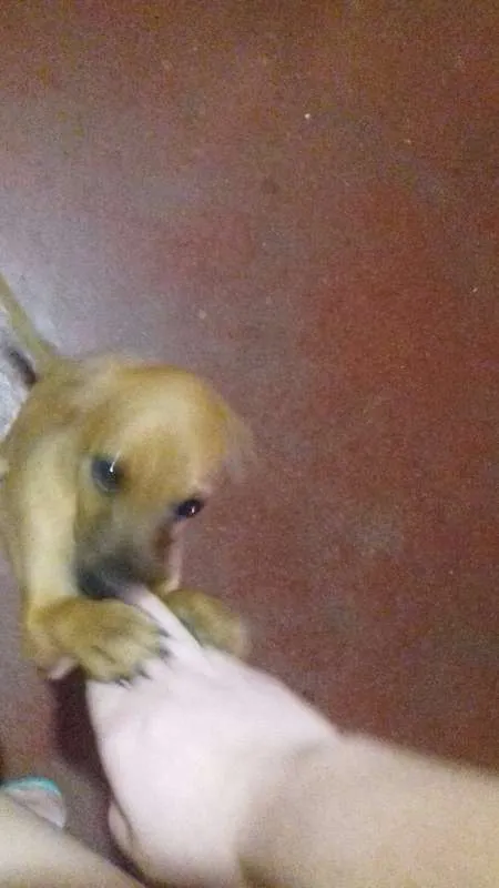Cachorro ra a  idade 2 a 6 meses nome Fred