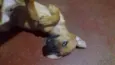 Fred