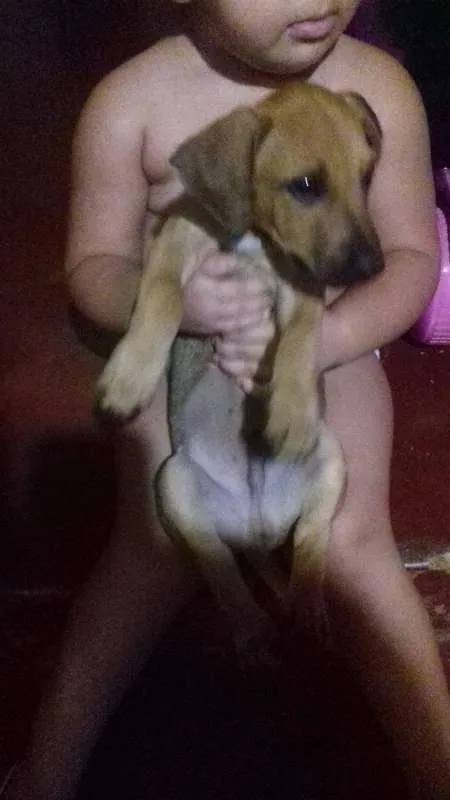 Cachorro ra a Mistura idade 2 a 6 meses nome Anaquim