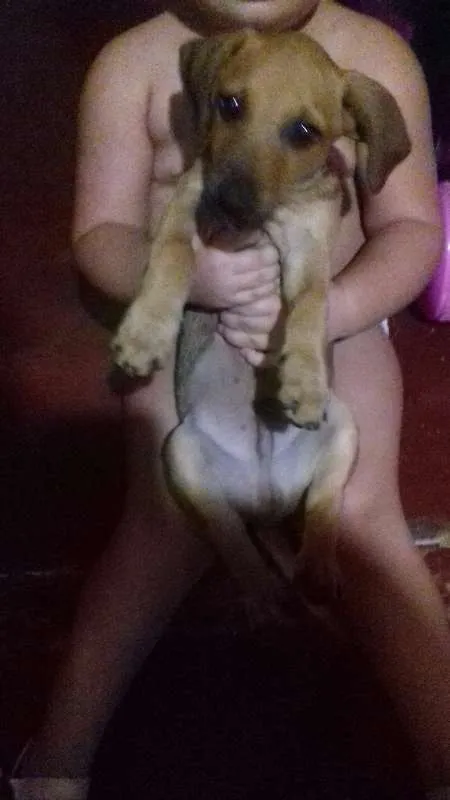 Cachorro ra a Mistura idade 2 a 6 meses nome Anaquim