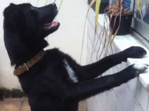 Cachorro raça Pastor Belga idade 3 anos nome Colocamos Valente