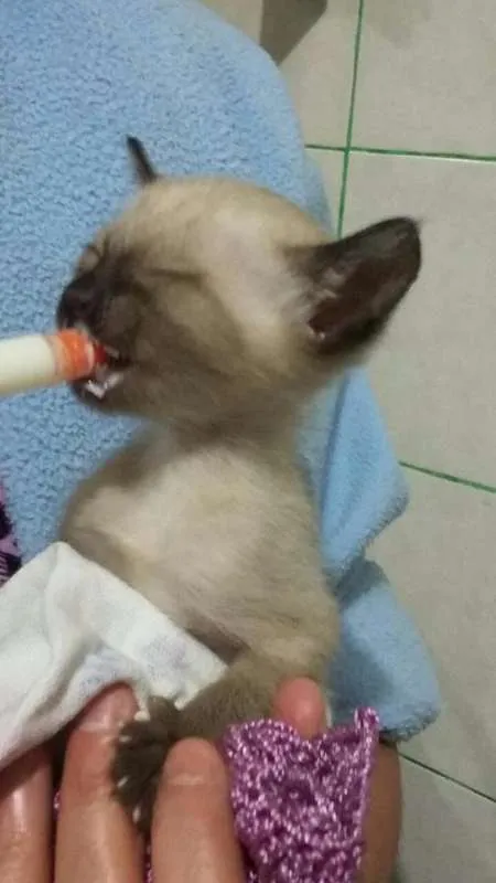 Gato ra a mistiço idade Abaixo de 2 meses nome fofuras