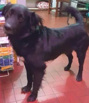 Cachorro raça SRD idade 3 anos nome LORD