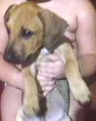 Cachorro ra a Mistura idade 2 a 6 meses nome Anaquim