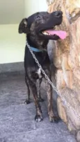 Apolo