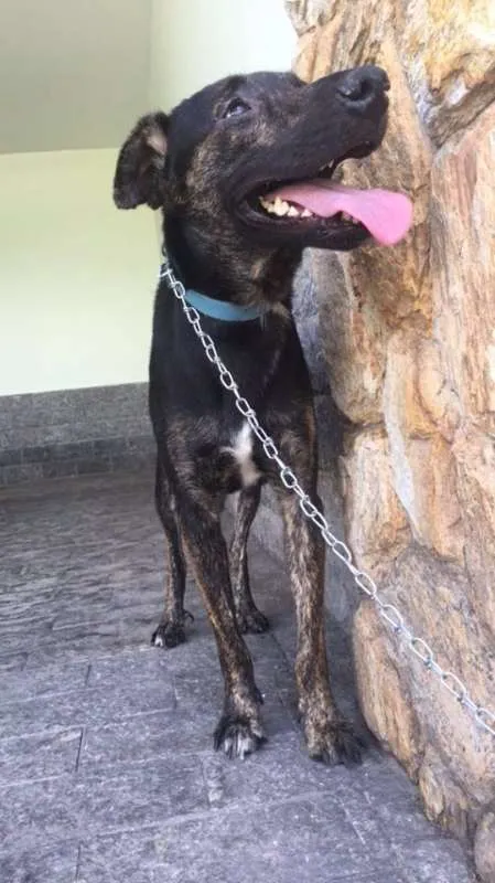 Cachorro ra a SRD idade 1 ano nome Apolo