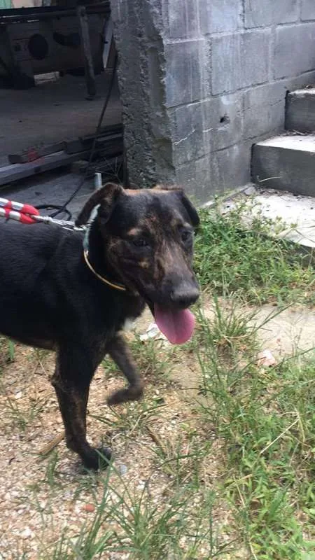 Cachorro ra a SRD idade 1 ano nome Apolo