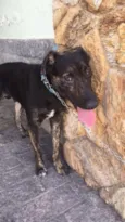 Apolo