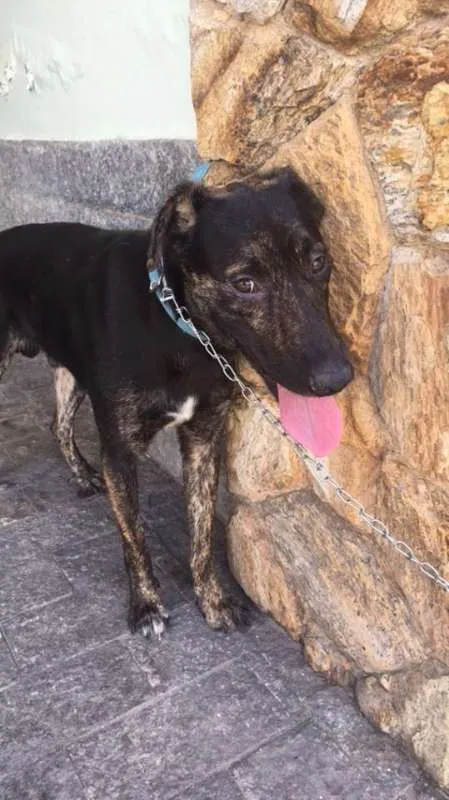 Cachorro ra a SRD idade 1 ano nome Apolo
