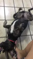 Apolo