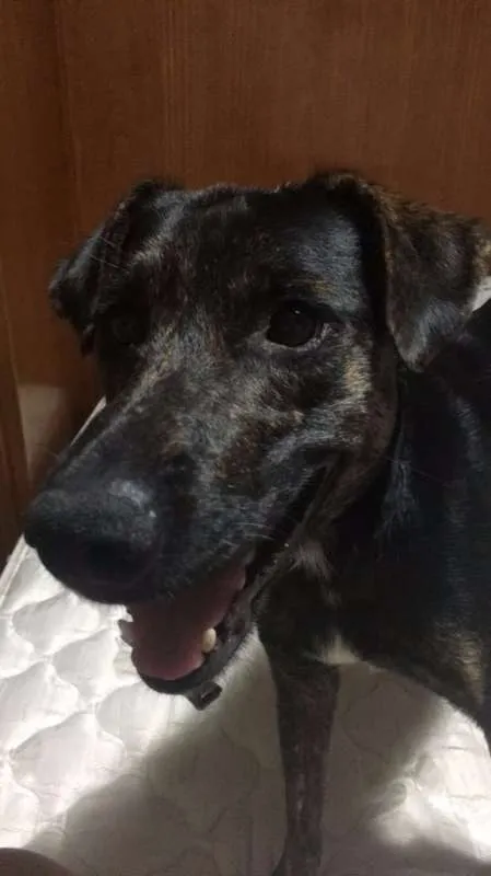 Cachorro ra a SRD idade 1 ano nome Apolo