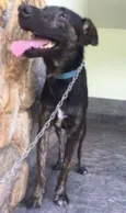 Apolo
