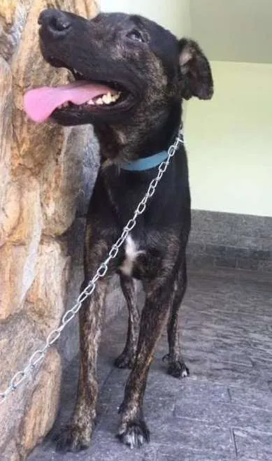 Cachorro ra a SRD idade 1 ano nome Apolo