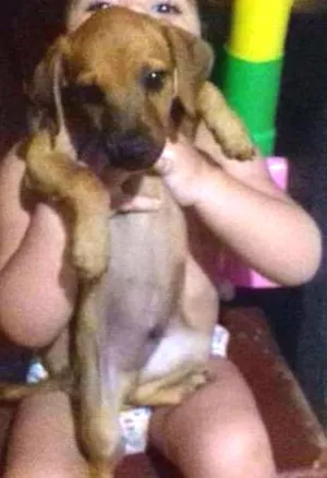 Cachorro raça  idade 2 a 6 meses nome Fred