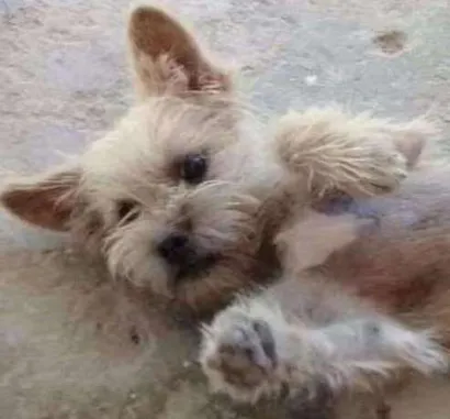 Cachorro raça Mestiço idade 7 a 11 meses nome Chuck