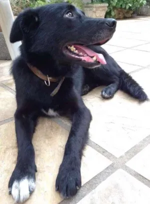 Cachorro raça Pastor Belga idade 3 anos nome Colocamos Valente
