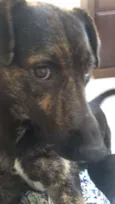 Apolo